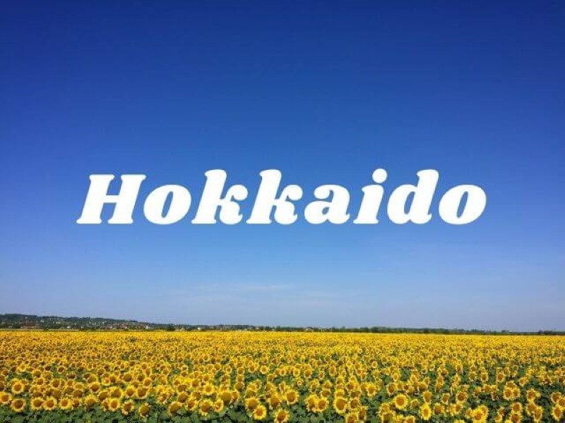 Lễ hội hoa hướng dương tại tỉnh Hokkaido