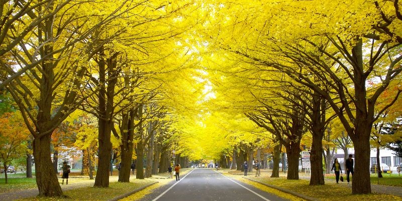 Hàng cây bạch quả của đại học Hokkaido
