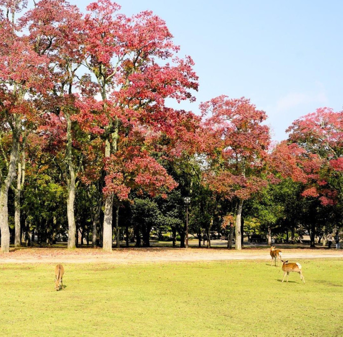 Công viên hươu Nara