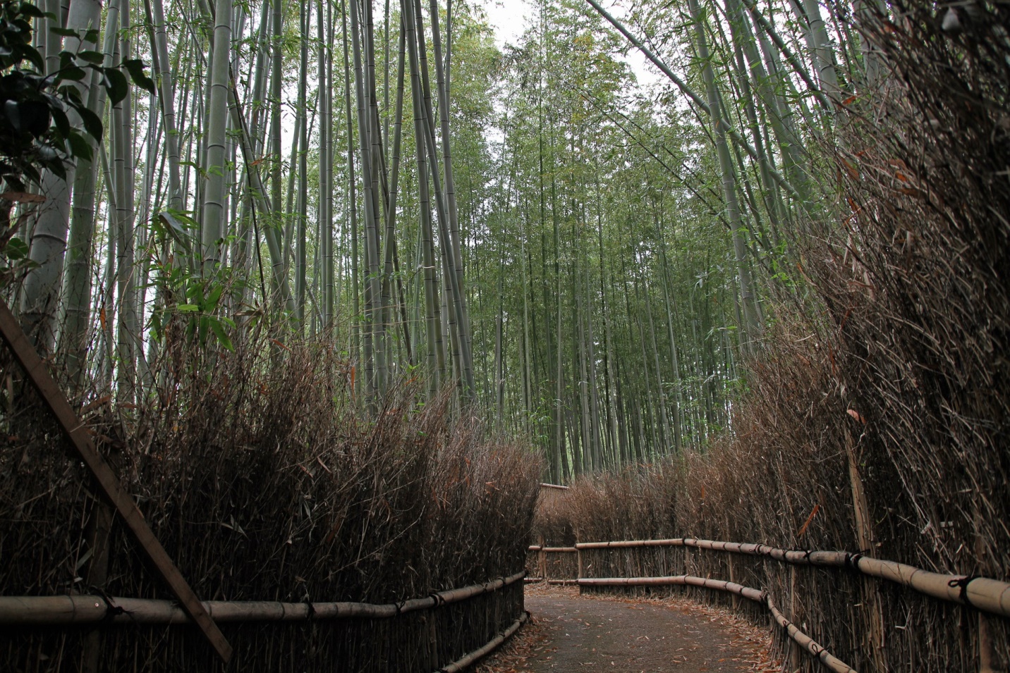 Tham quan rừng tre Arashiyama