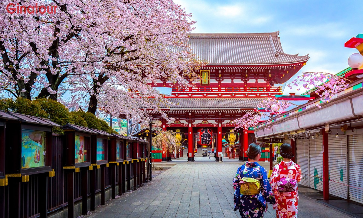 Chùa Asakusa mùa hoa anh đào 