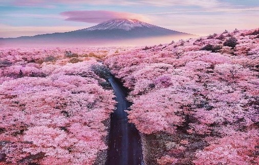 Ngắm hoa Anh Đào Nhật Bản - TOKYO – FUJI – NAGOYA – KYOTO - OSAKA