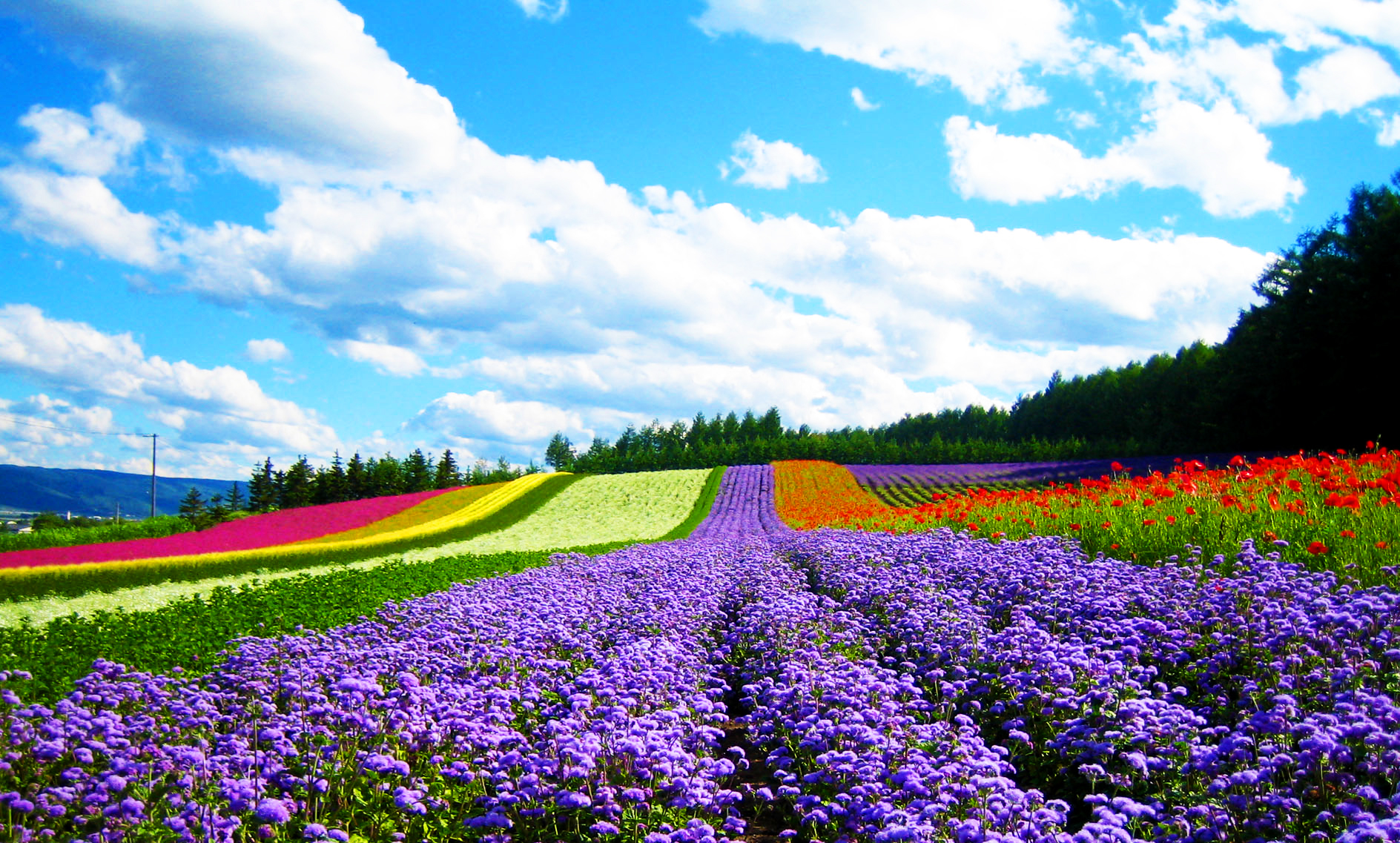 Tour du lịch Nhật Bản tháng 7 mùa hoa Lavender 6N5Đ