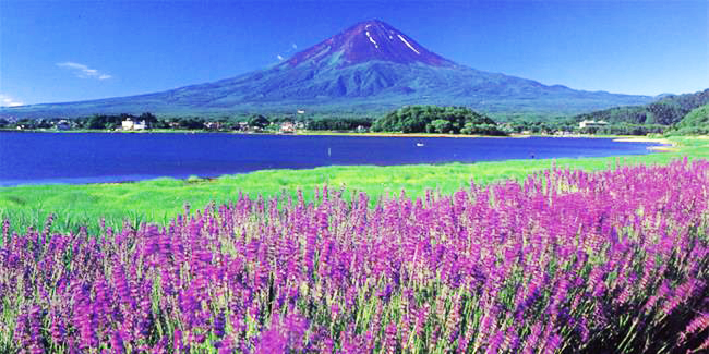 Tour mùa hè Nhật Bản - Chiêm ngưỡng biển hoa Lavender