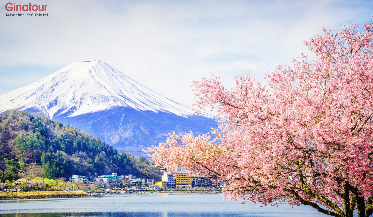 Rực Rỡ Sắc Hoa Anh Đào: SHIZOUKA - YOKOHAMA - TOKYO - SHIRAKABA