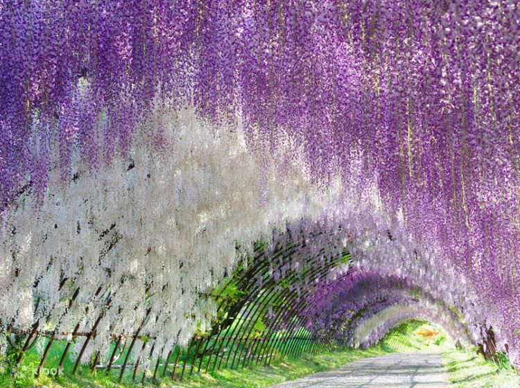 Tour Nhật Bản đặc biệt: Ngắm hoa tử đằng và hoa anh đào 2024